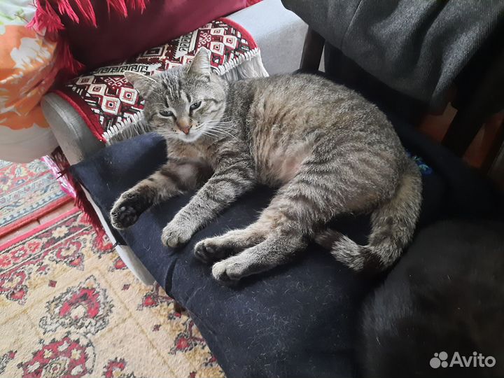 Отдам кошек в добрые руки