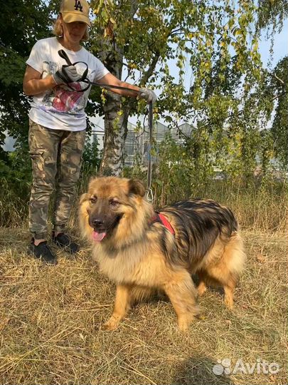 Собака в добрые руки