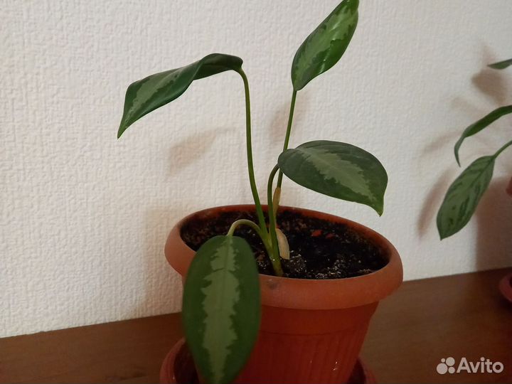 Цветы в горшках