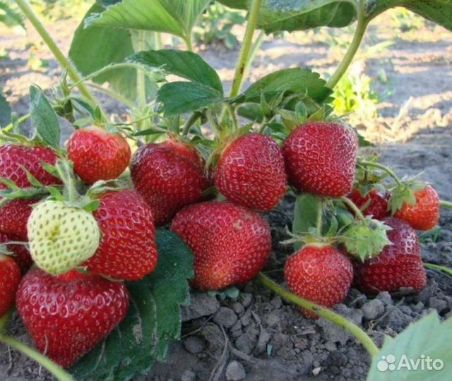 Клубника murano