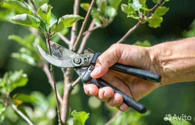 Обрезка деревьев