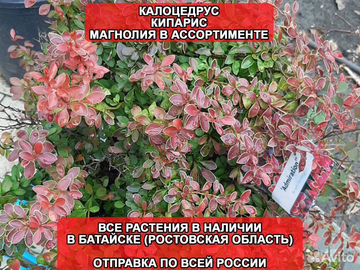 Кипарисовик Магнолия Калоцедрус саженцы