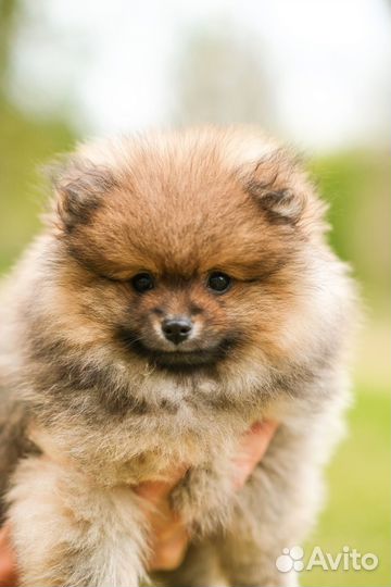 Щенок шпица