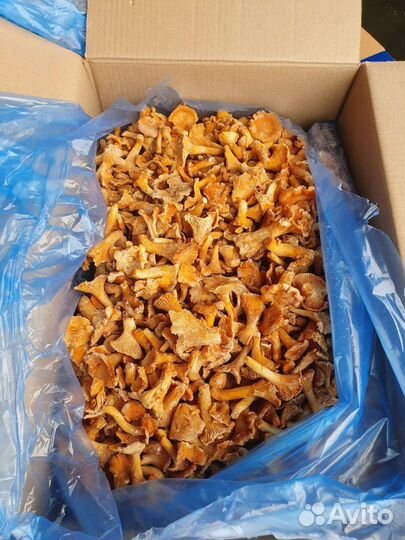 Грибы лисичка свежемороженные