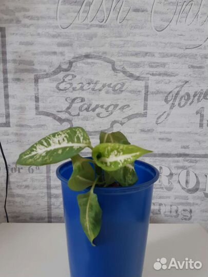 Диффенбахия