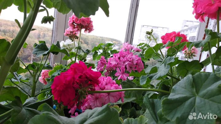 Пеларгония герань разных цветов красивоцветущая