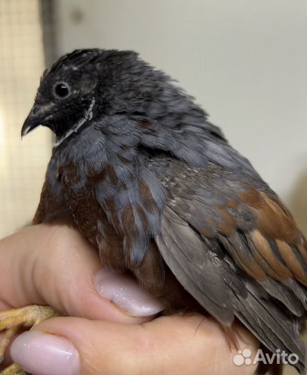 Перепела продажа