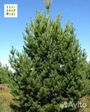 Крупномеры сосны