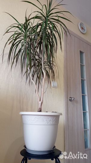 Драцена Комнатные цветы Интерьер