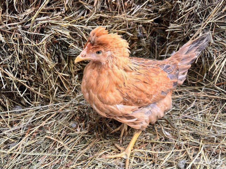 Куры несушки