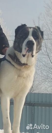 Среднеазиатская овчарка алабай вязка