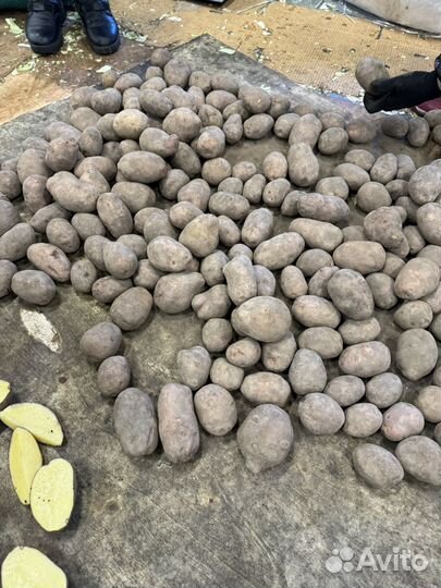 Продам картофель второй сорт. Урожай 2023