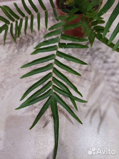 Птерис Логинфолия