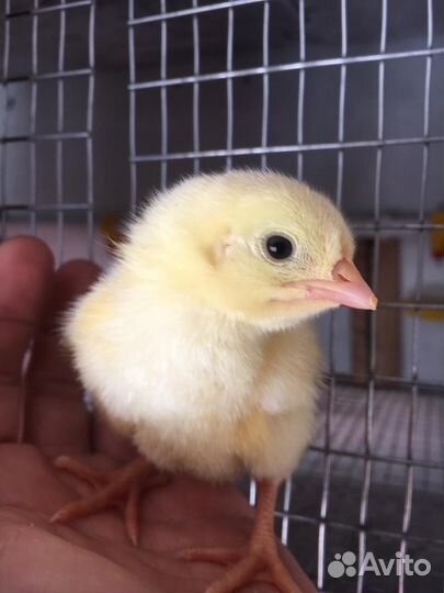 Цыплята бройлеры 