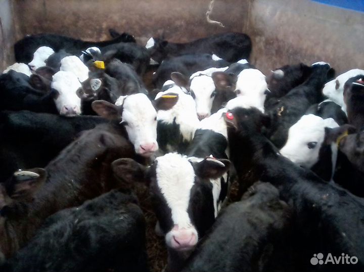 Реализуем телят, быков