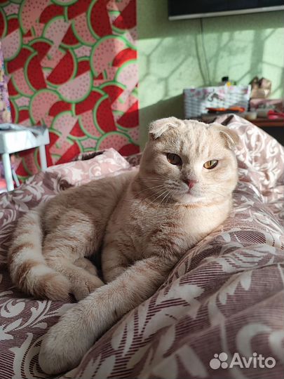 Шотландский вислоухий кот вязка