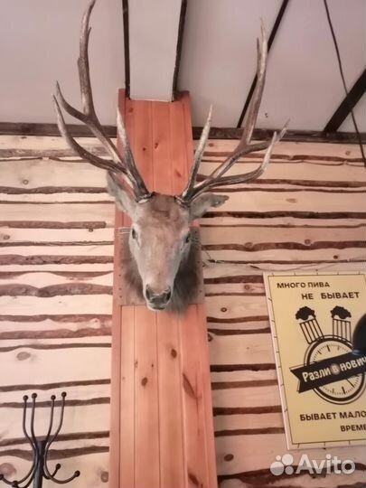 Чучело. Голова оленя
