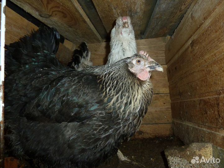 Домашняя птица