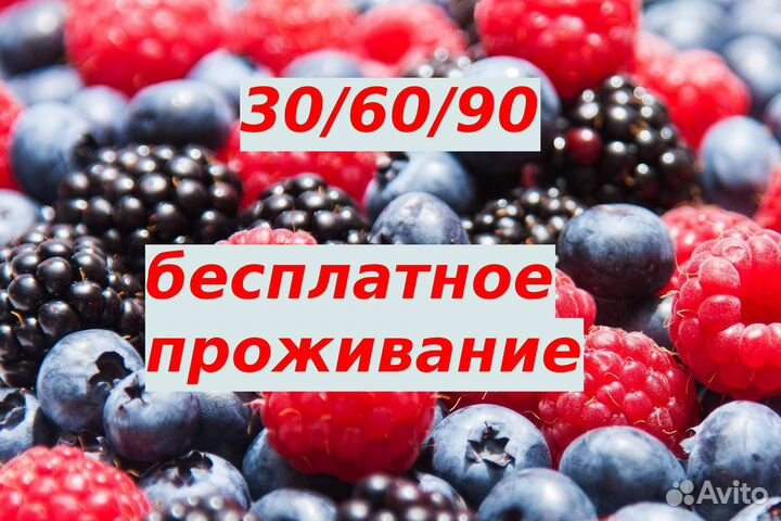 Сборщик яблок в Липецкой области