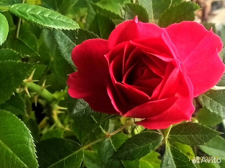 Комнатные цветы розы