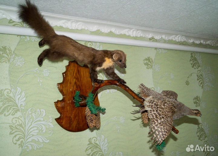 Чучело куница: охотится на куропатку