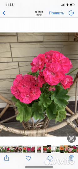 Пеларгонии сортовые