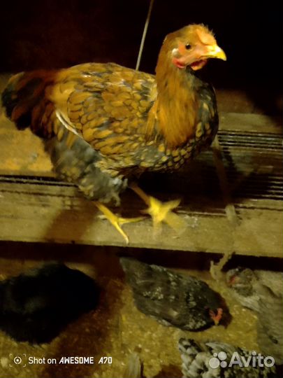 Петух Виандот