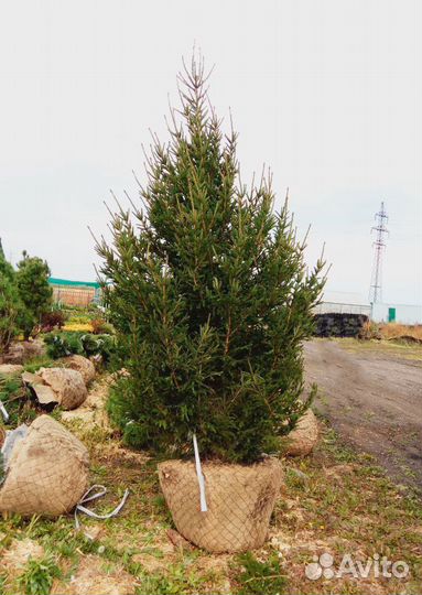 Ель обыкновенная