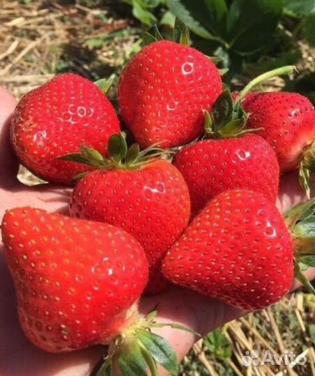 Клубника сорт Априка