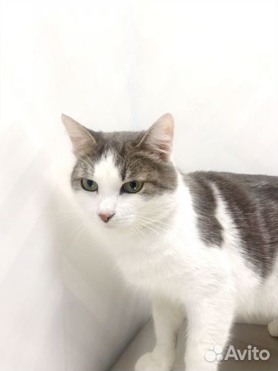 Доброго красивого Оскара (1,5 года) выбросили