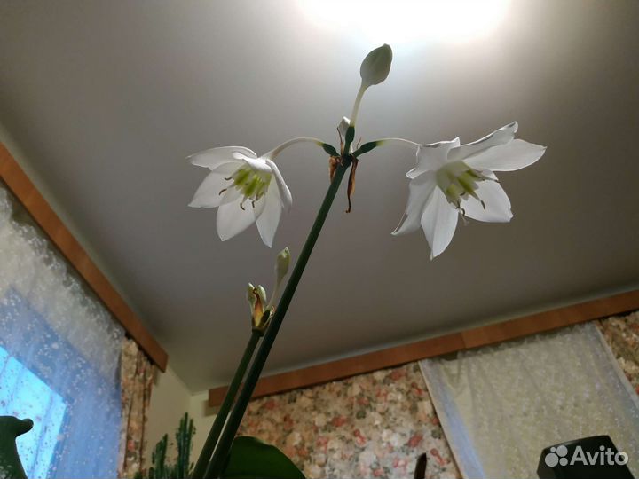 Амазонская лилия цветущая Эухарис