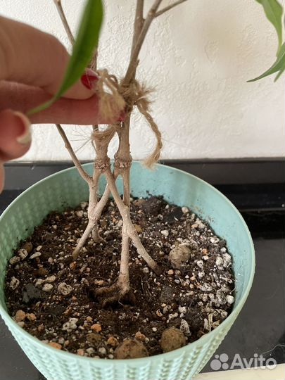 Фикус бенджамина плетеный