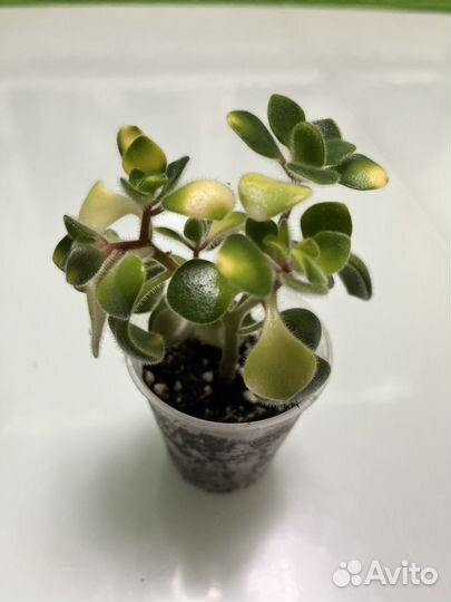 Аихризон вариегатный