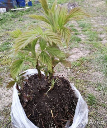 Саженцы малины полька