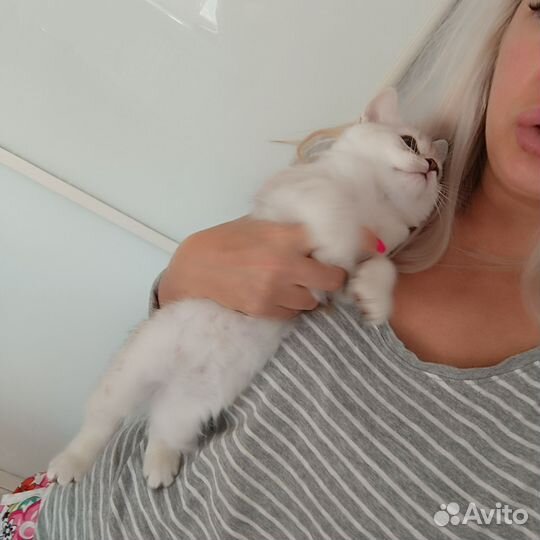 Шотландский котик