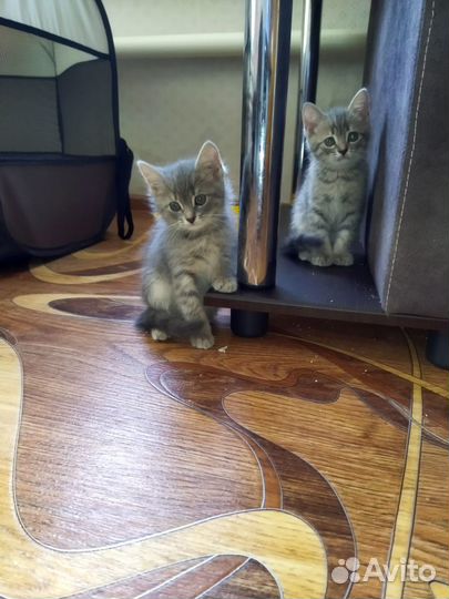 Британская кошка