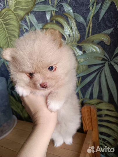 Щенки шпица