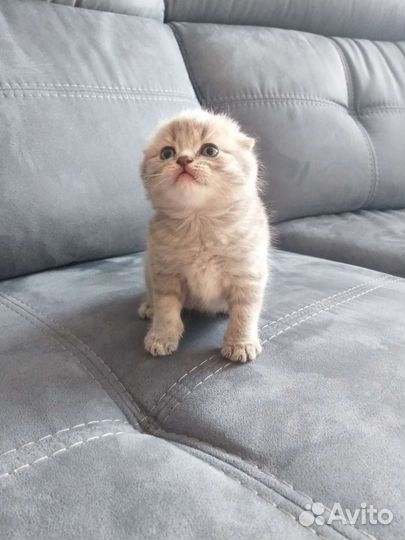 Шотландские котята