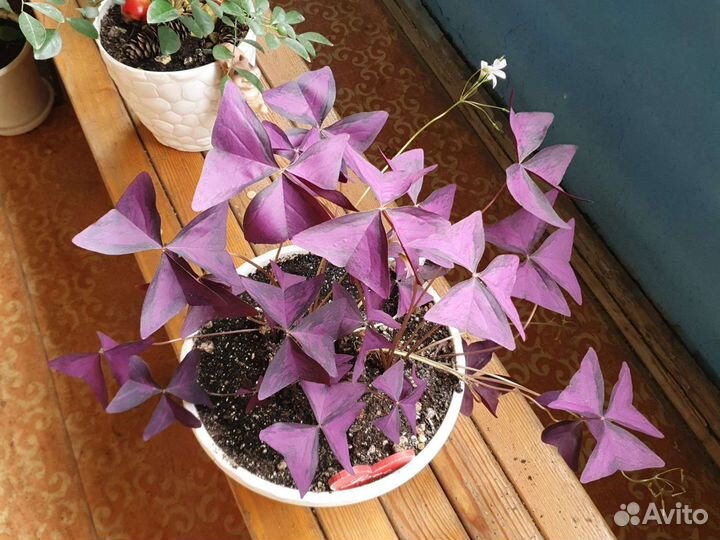 Комнатные цветы 40 видов