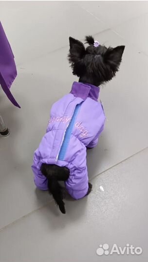 Одежда для собак мелких пород