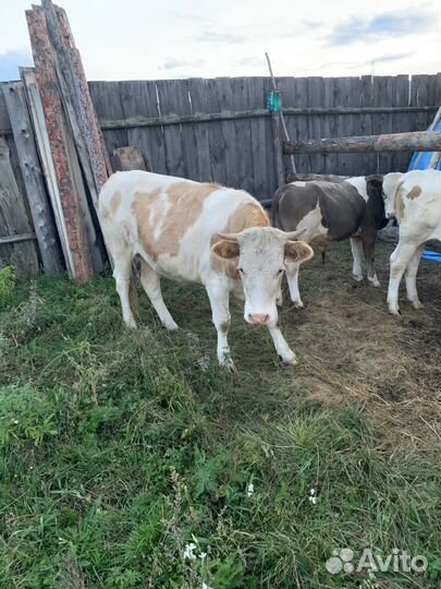 Тёлка стельная