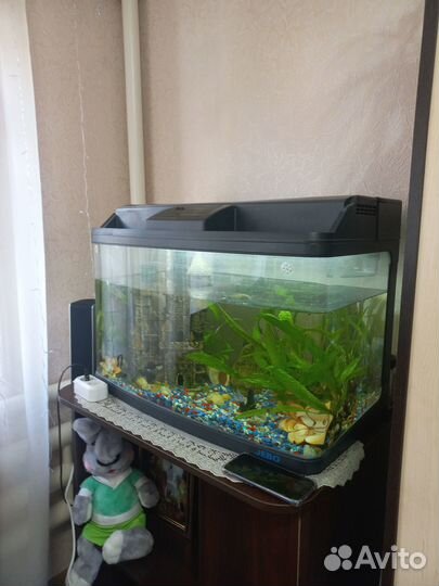 Аквариум
