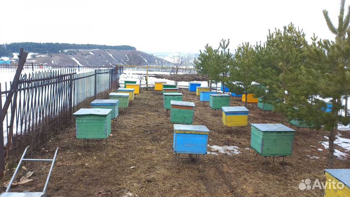 Продажа пчел и ульи