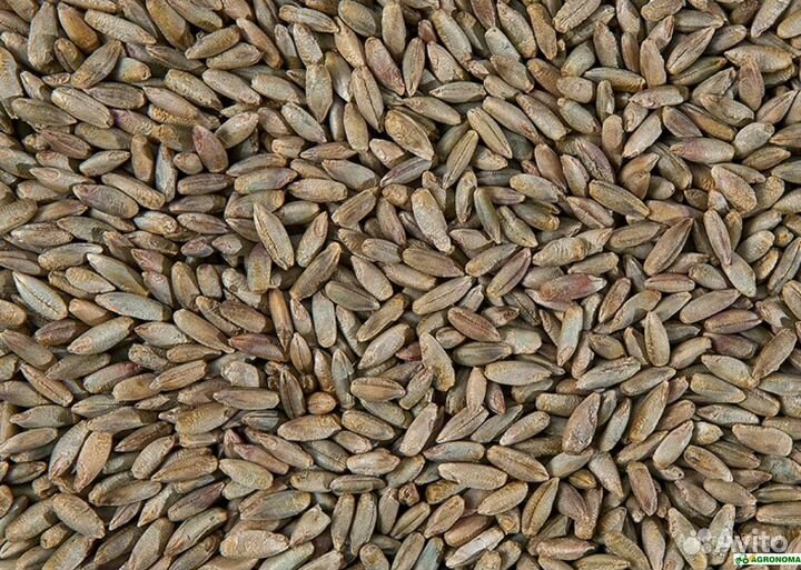 Рожь озимая