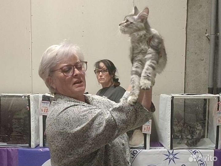 Шоу котенок