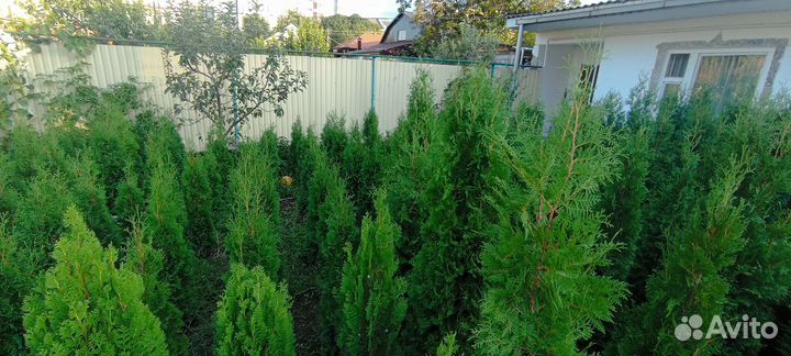 Можжевельник