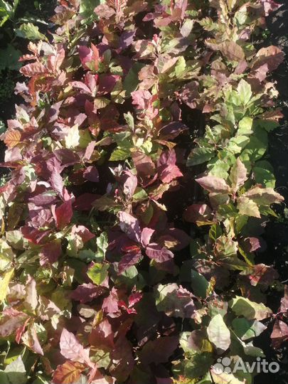 Саженцы красного дуба