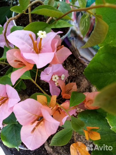 Бугенвиллия черенки