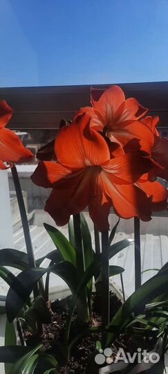 Гиппиаструм и др. Комнатные и офисные