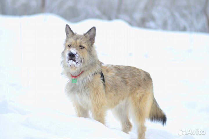 Собака в добрые руки